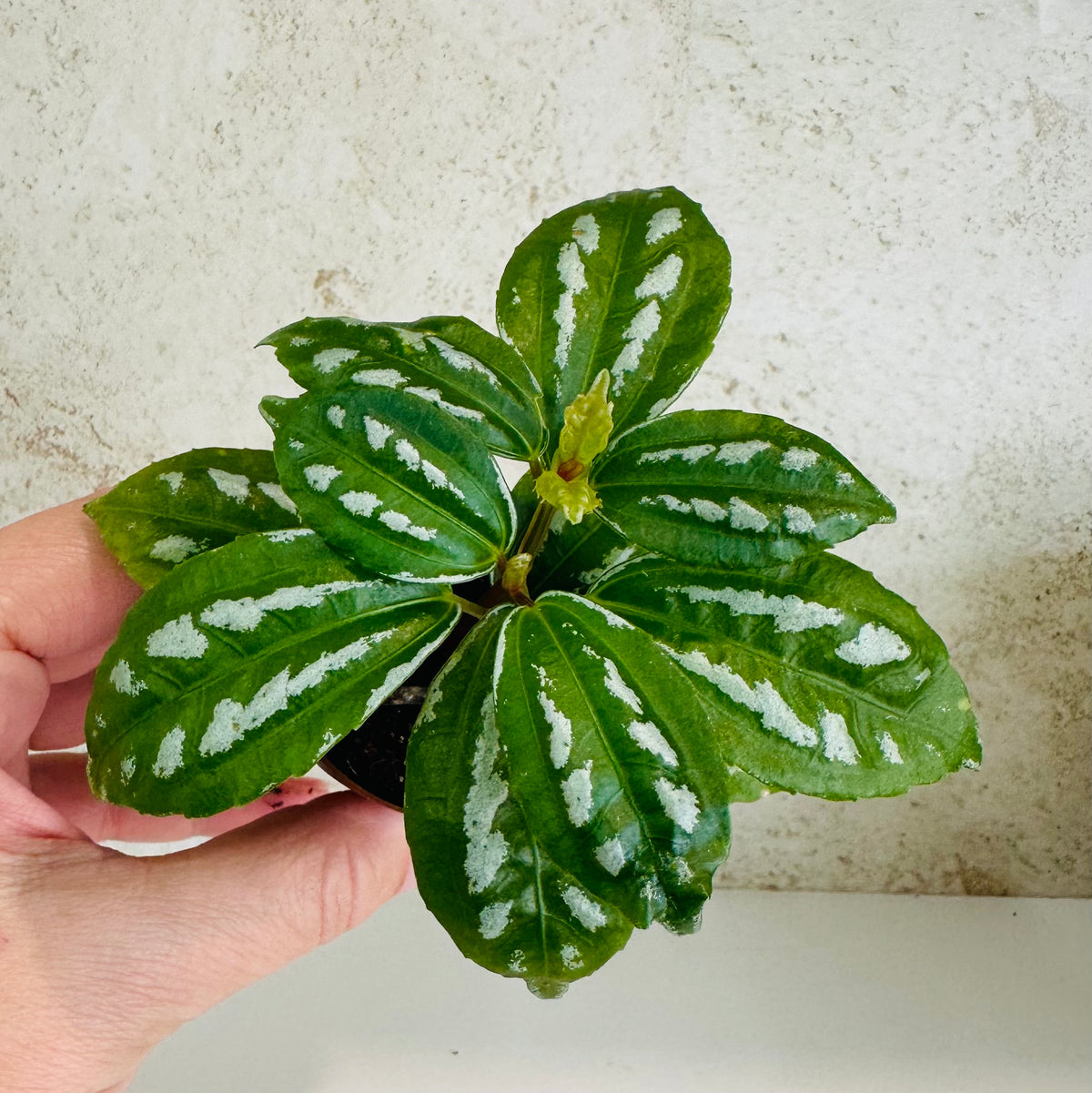 Aluminum Plant 2 inch pot (Pilea cadierei)
