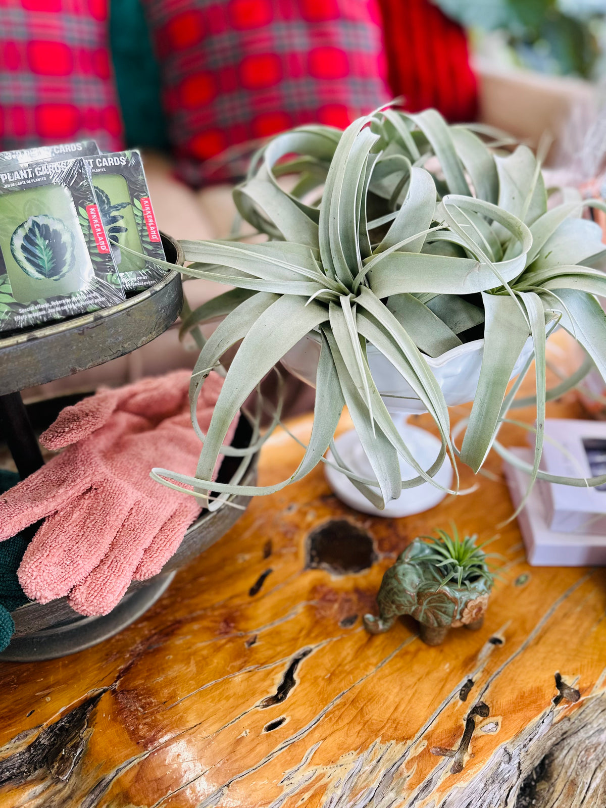 Tillandsia Xerographica