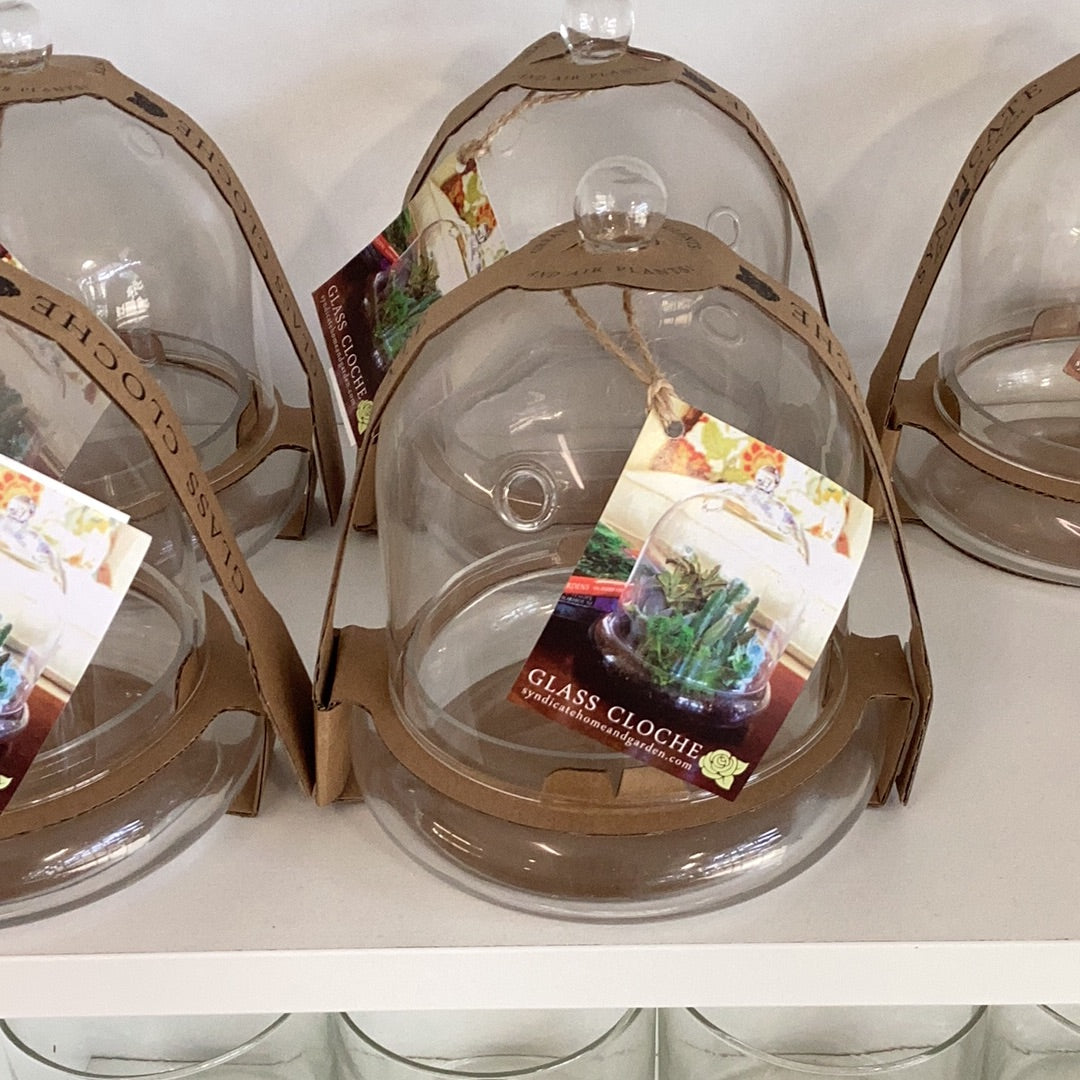 small glass cloche
