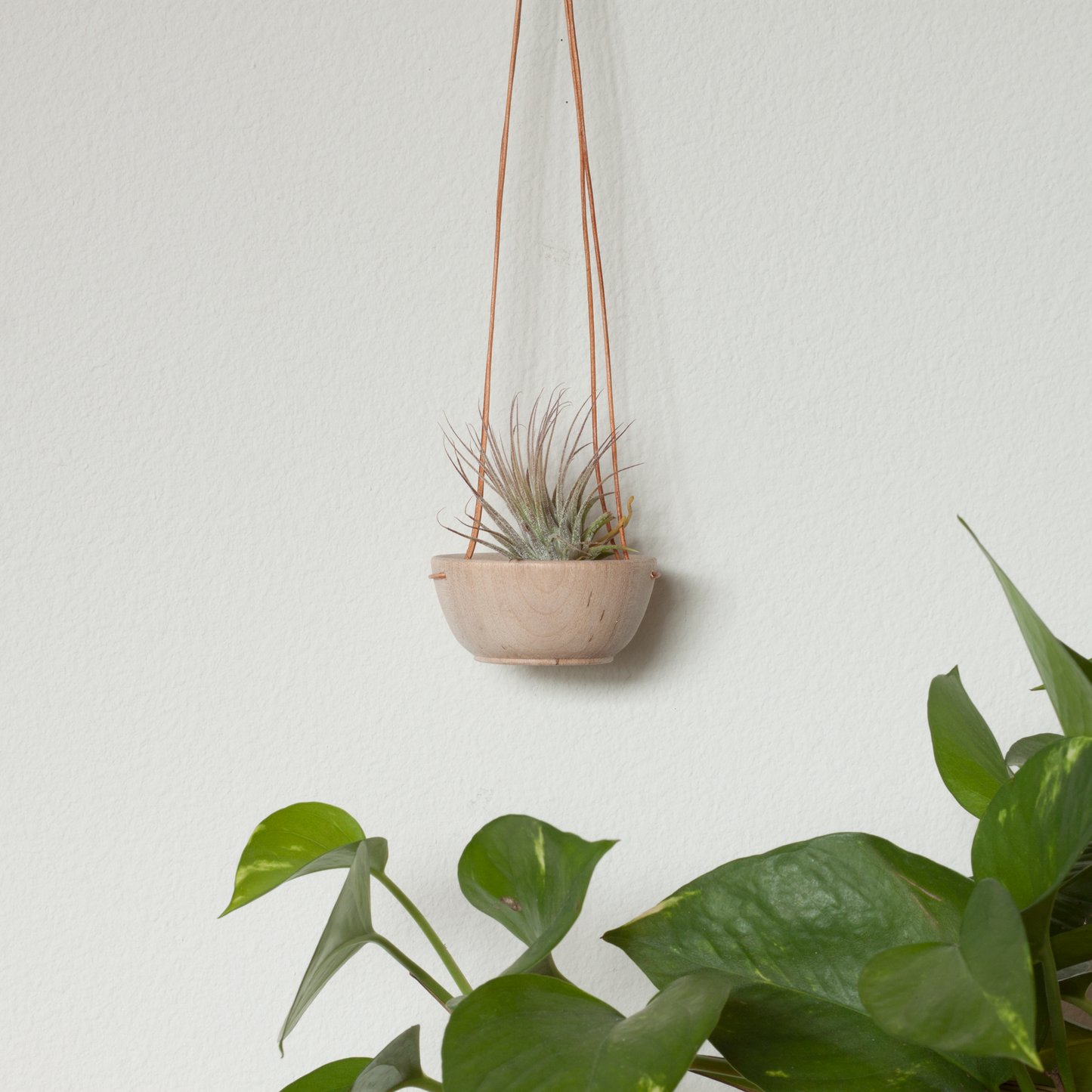 Wood + Leather Air Plant Hanger