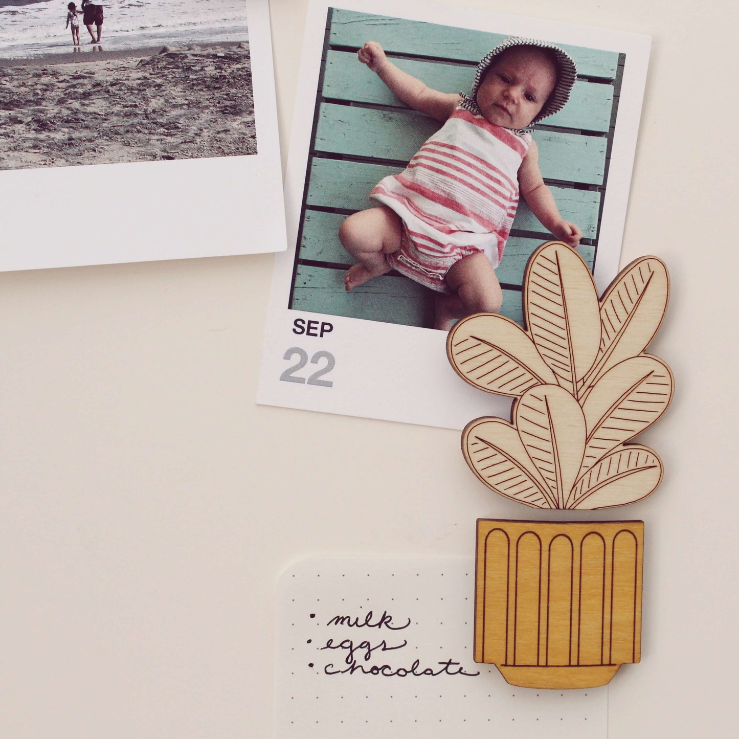 rubber plant wooden houseplants pair of magnets