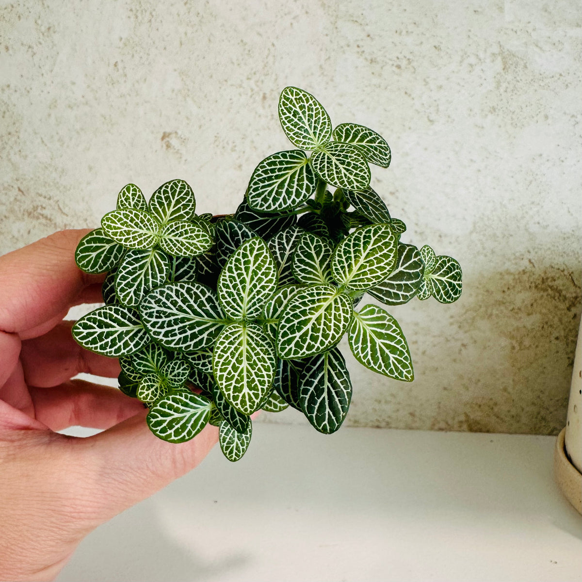 Fittonia in 2” pot (white veining nerve plant)