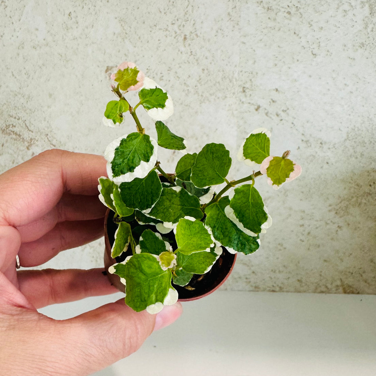 Variegated Creeping Fig 2 inch Pot (Ficus pumila variegata)