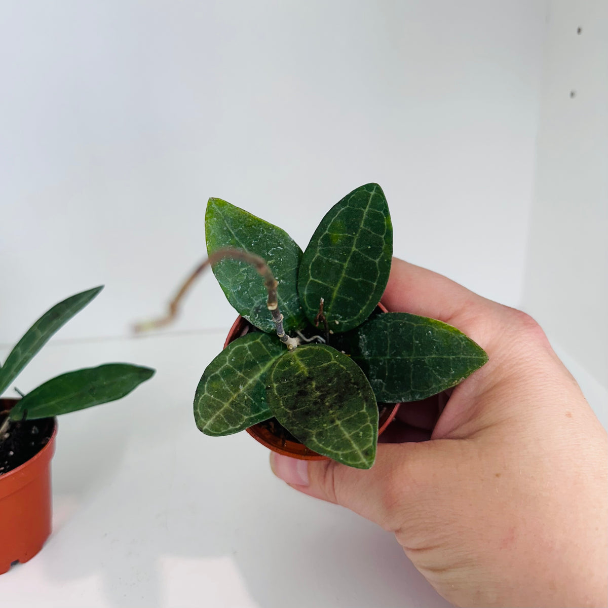Hoya Elliptica in 2” pot