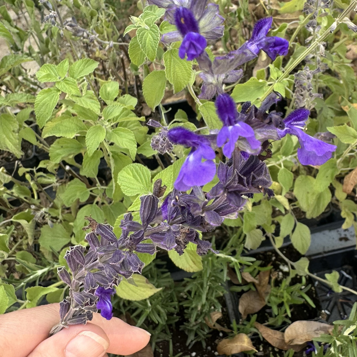 Salvia Big Blue 4"