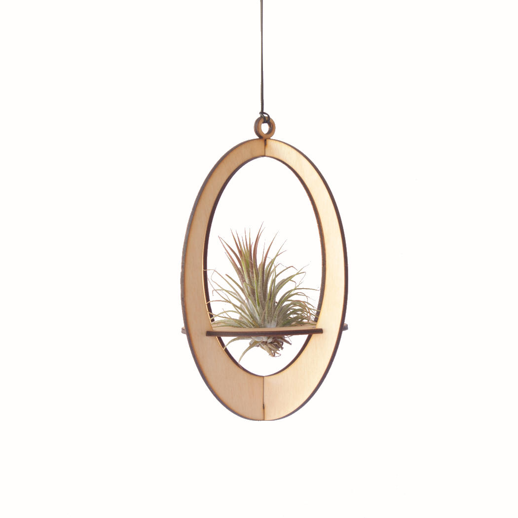 Air Plant Hanger Oval Maple