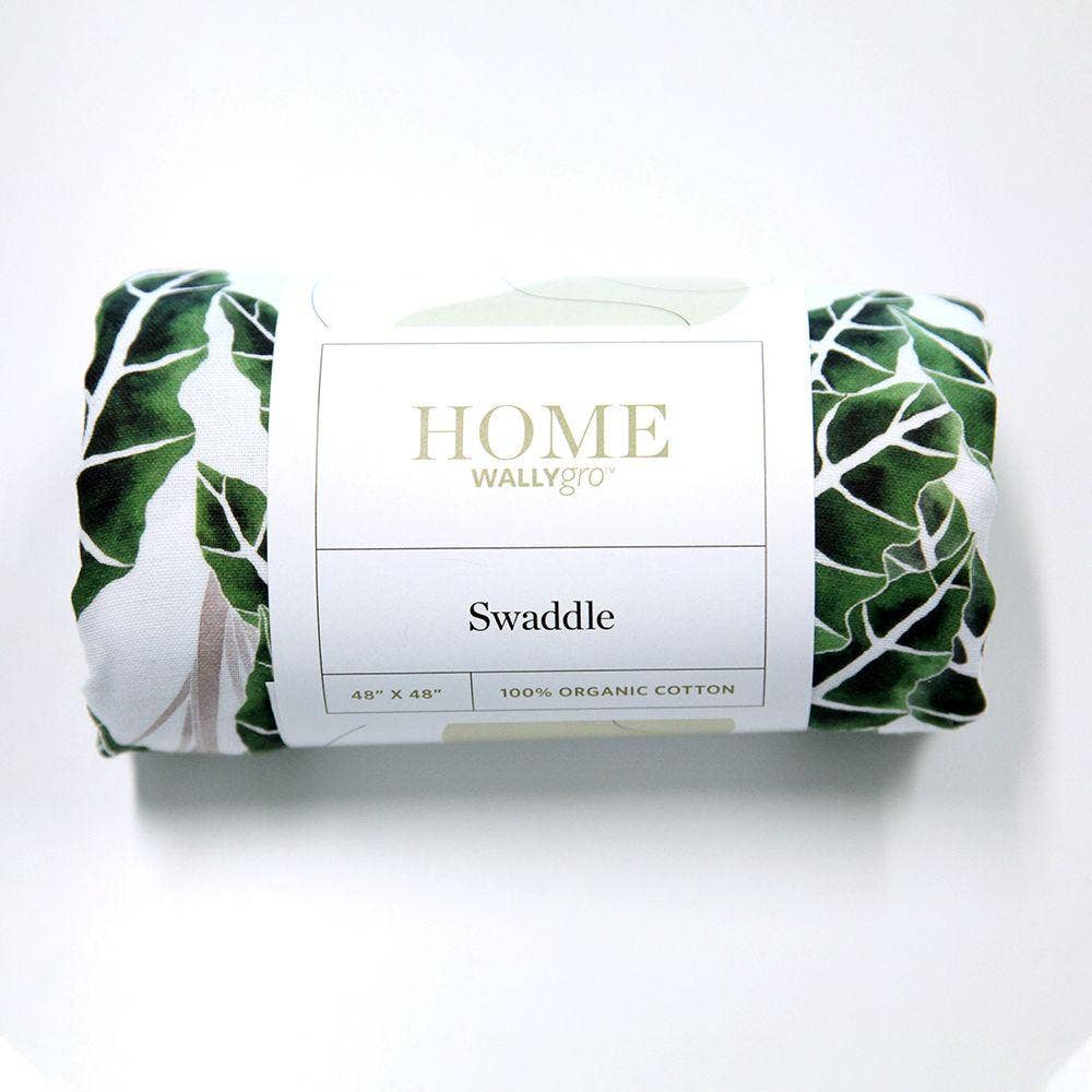 Alocasia Swaddle