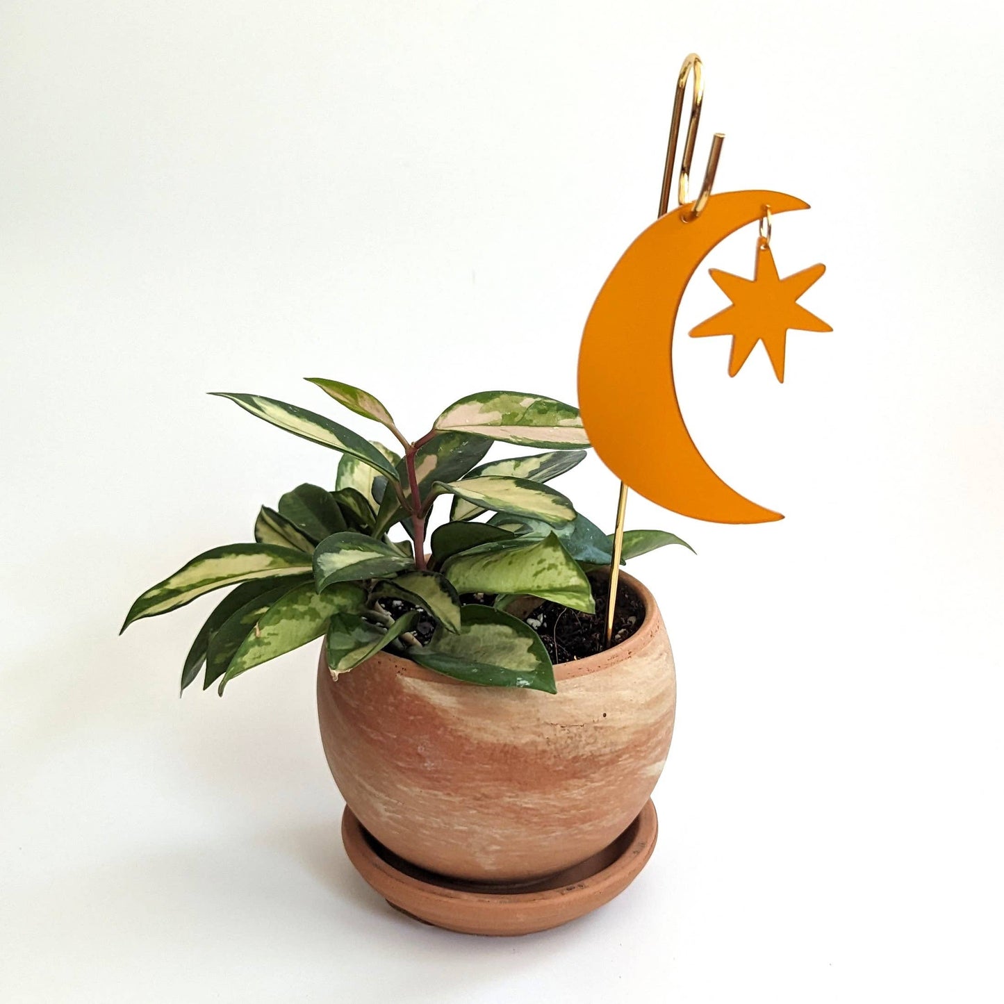 Plant Pick: Orange Moon