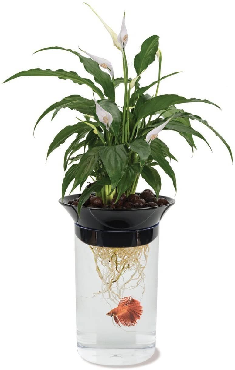 Aqua-Ponic Betta Tank & Hydroponic Planter – 0.5 Gallon