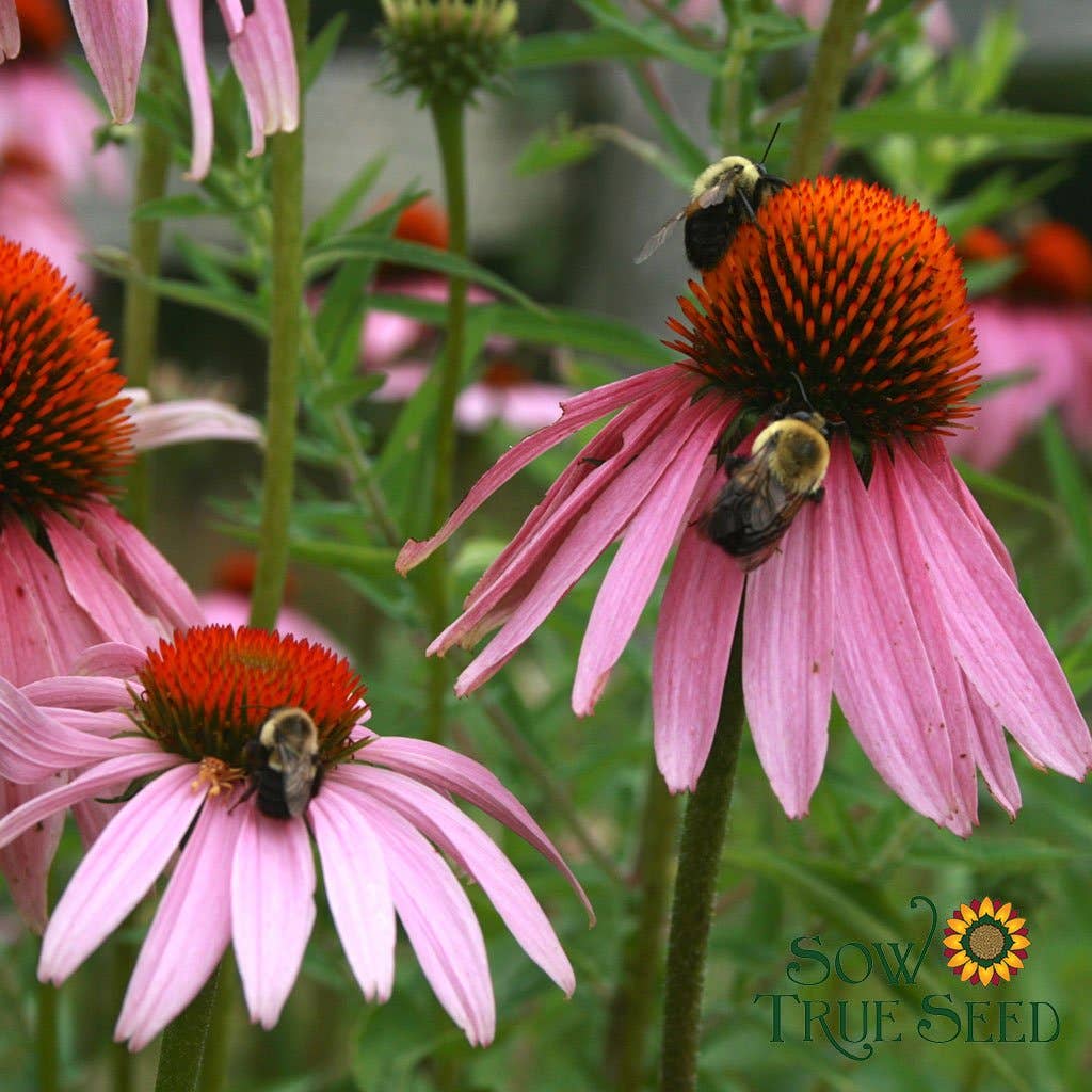 Echinacea Seeds - Purple Coneflower