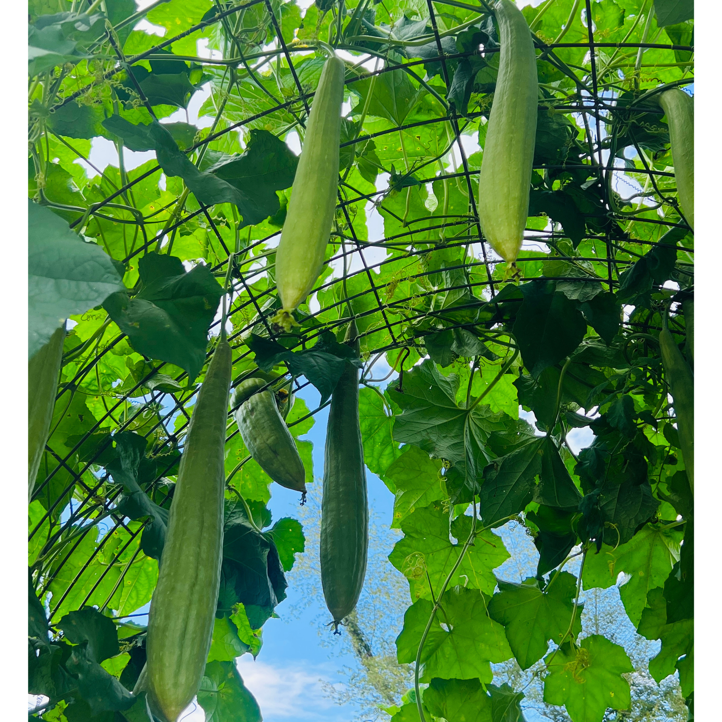 Luffa Gourd Garden + Gift Seed Packet