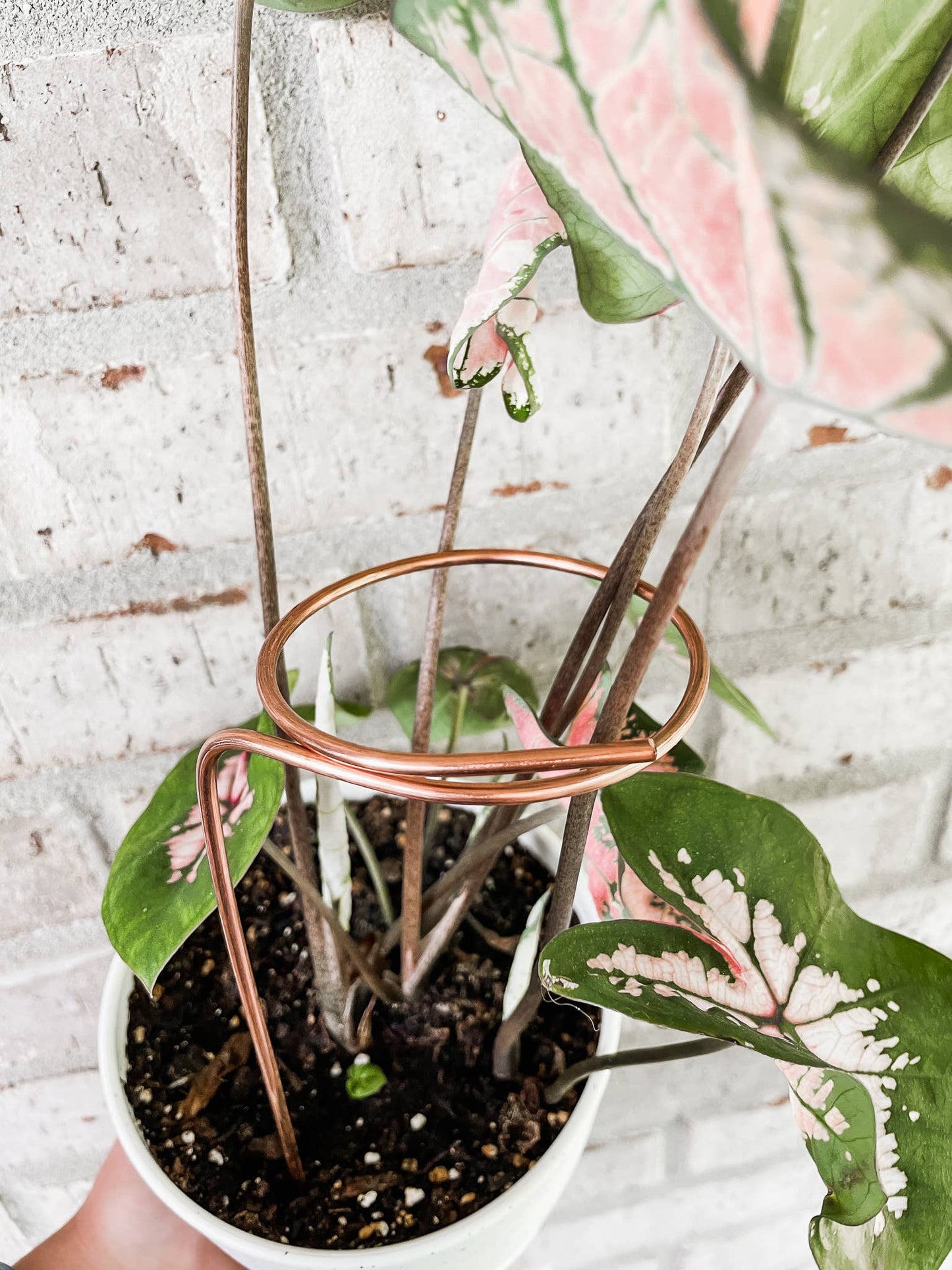 Copper Loop Plant Trellis - 6 or 9 inches