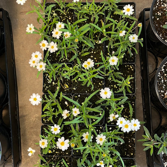 Blackfoot Daisy 4"