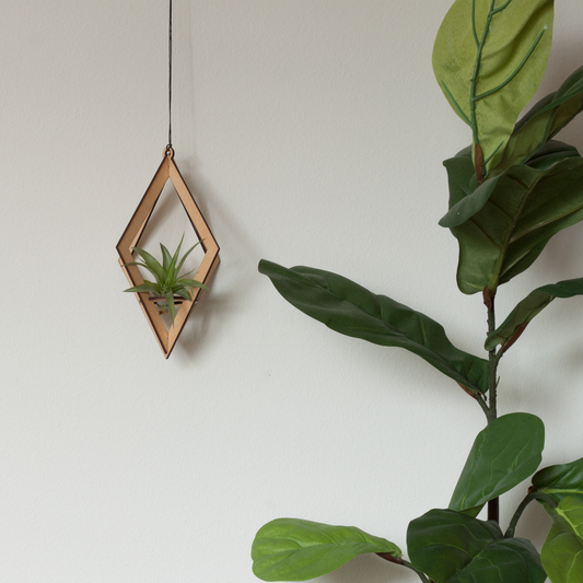 Air Plant Hanger - Diamond Design in Maple