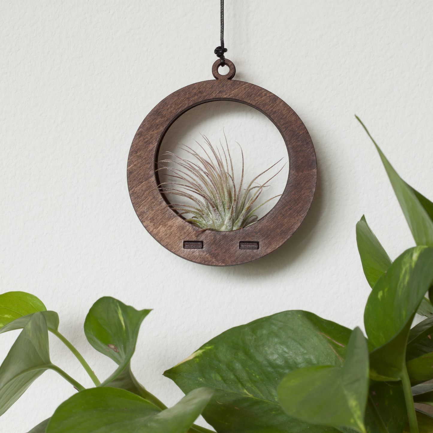 Mini Air Plant Hanger Circle Walnut