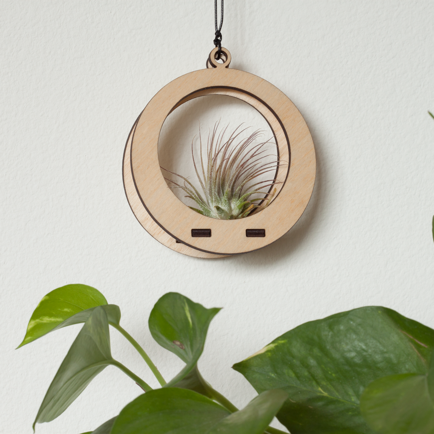 Mini Air Plant Hanger Circle Maple