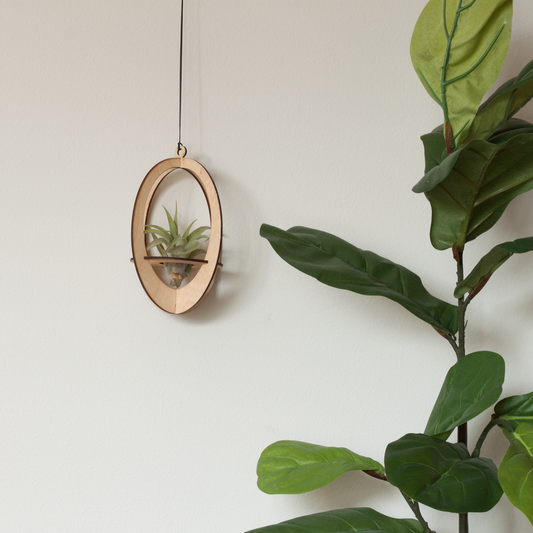 Air Plant Hanger Oval Maple