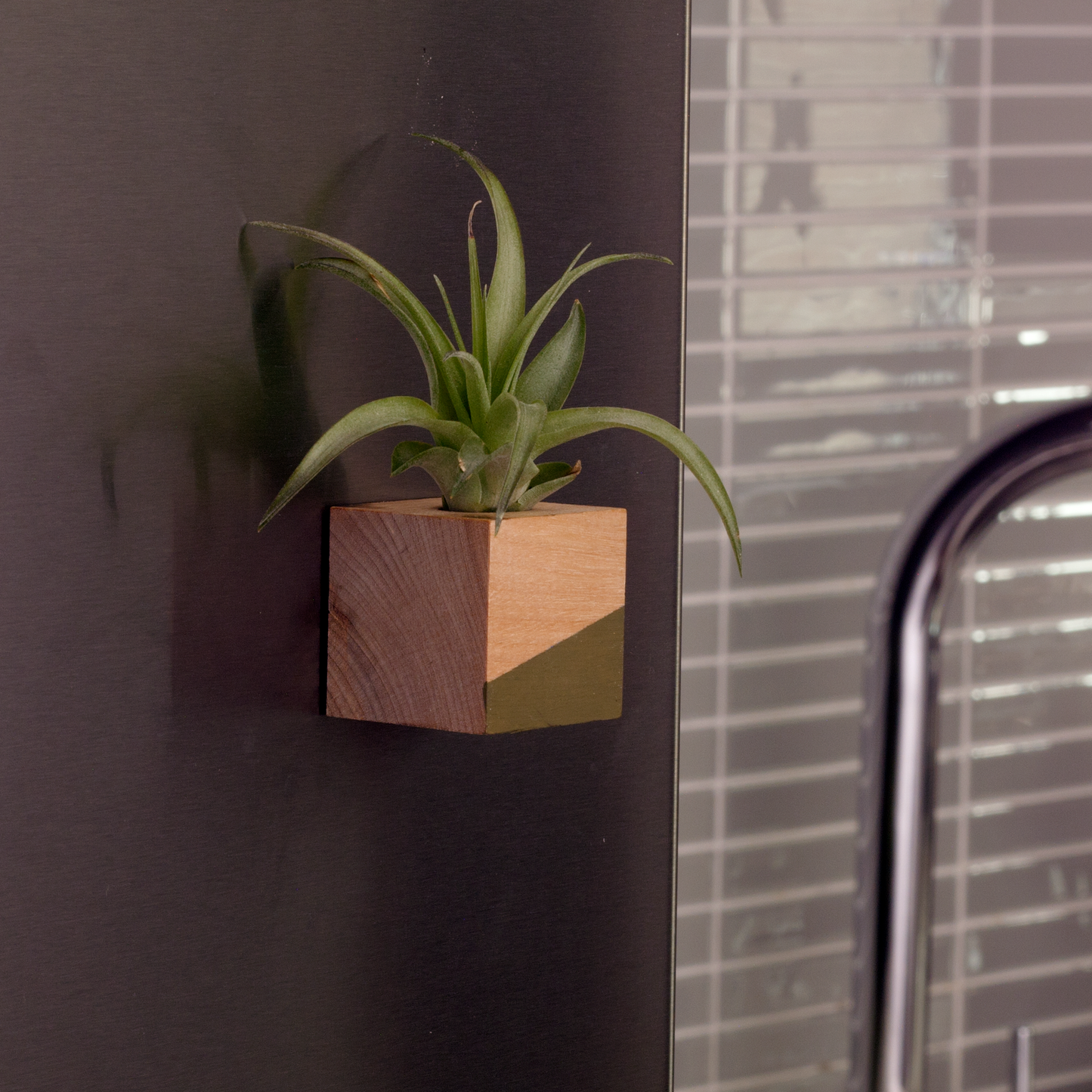 Cube Air Plant Magnet - Olive