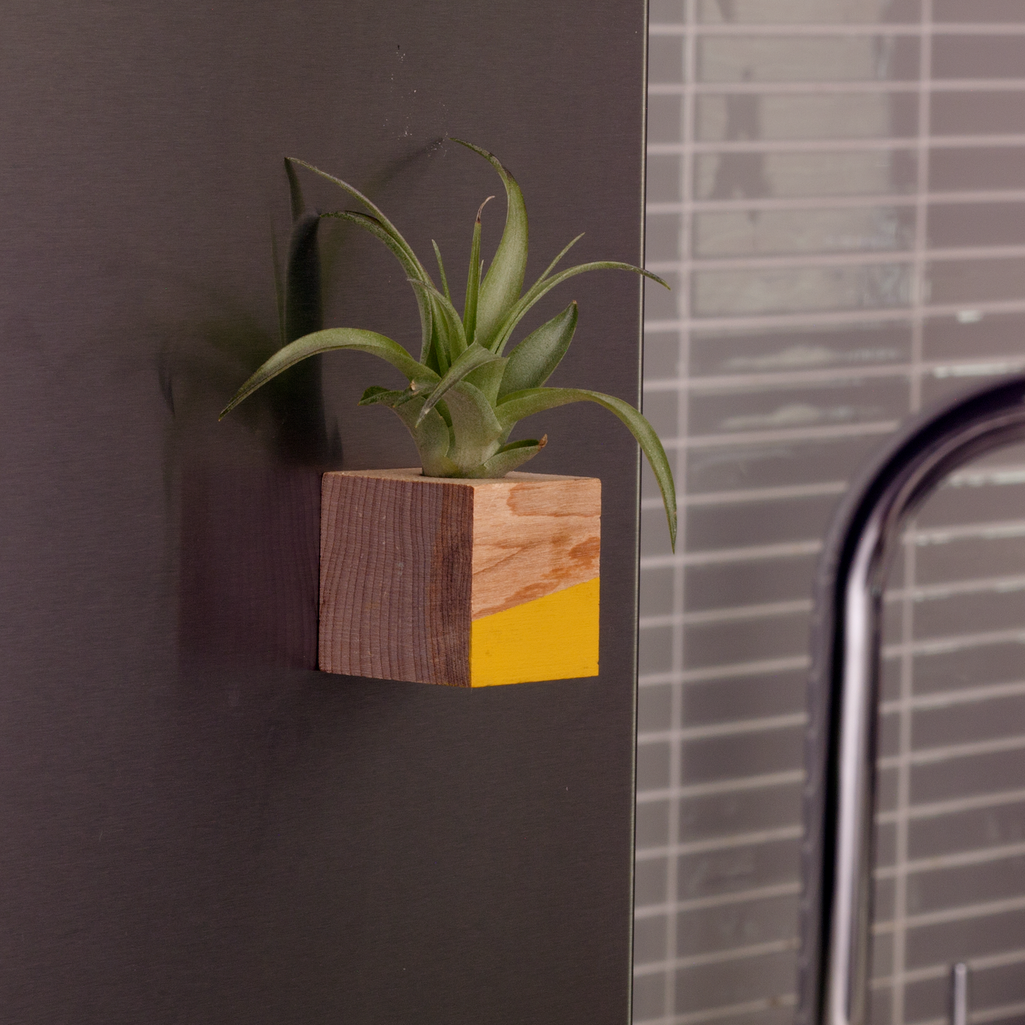 Cube Air Plant Magnet - Yellow