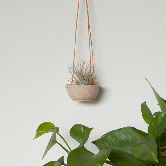 Wood + Leather Air Plant Hanger