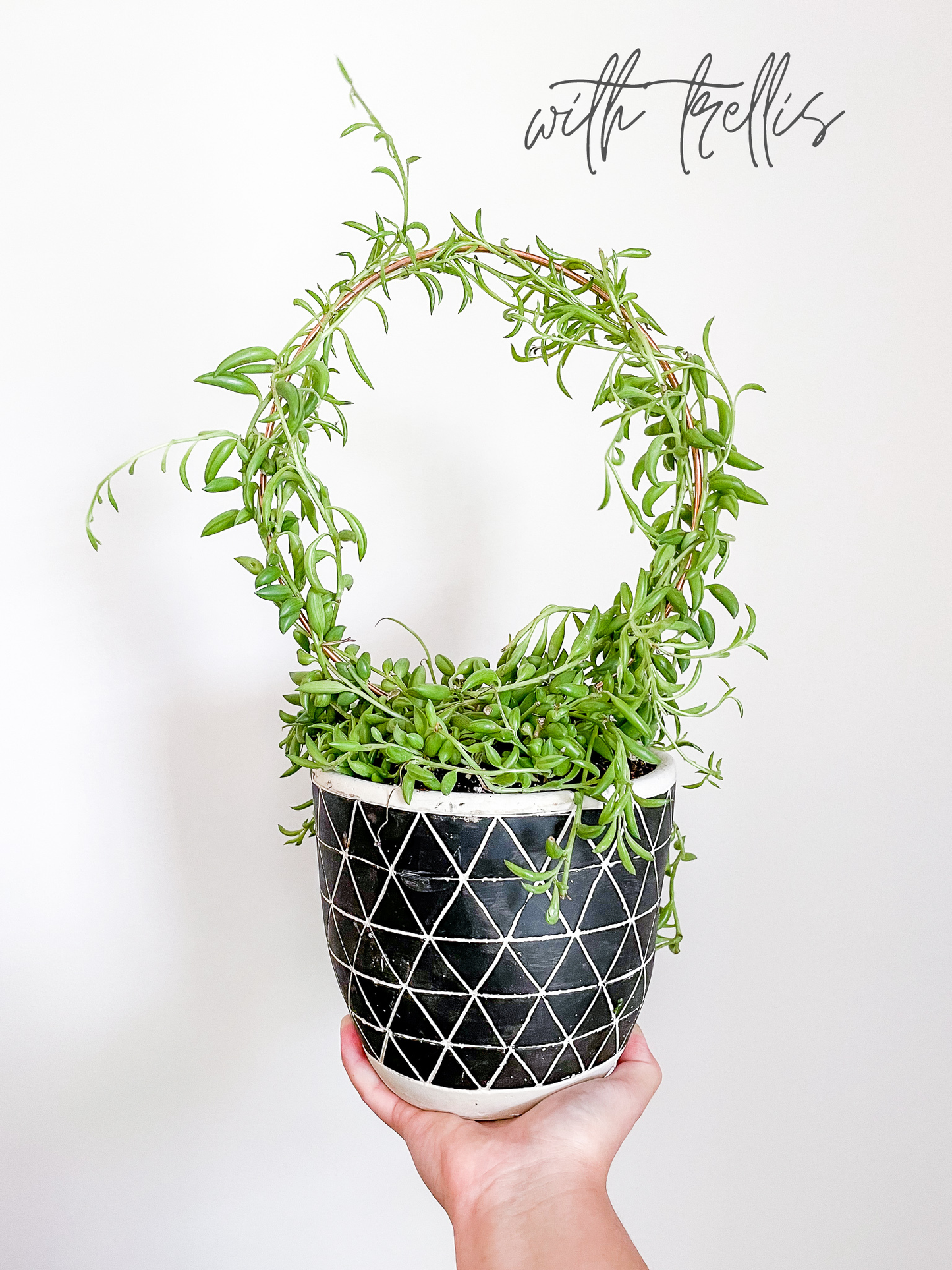 Copper Endless Circle Plant Trellis - 3 Sizes!