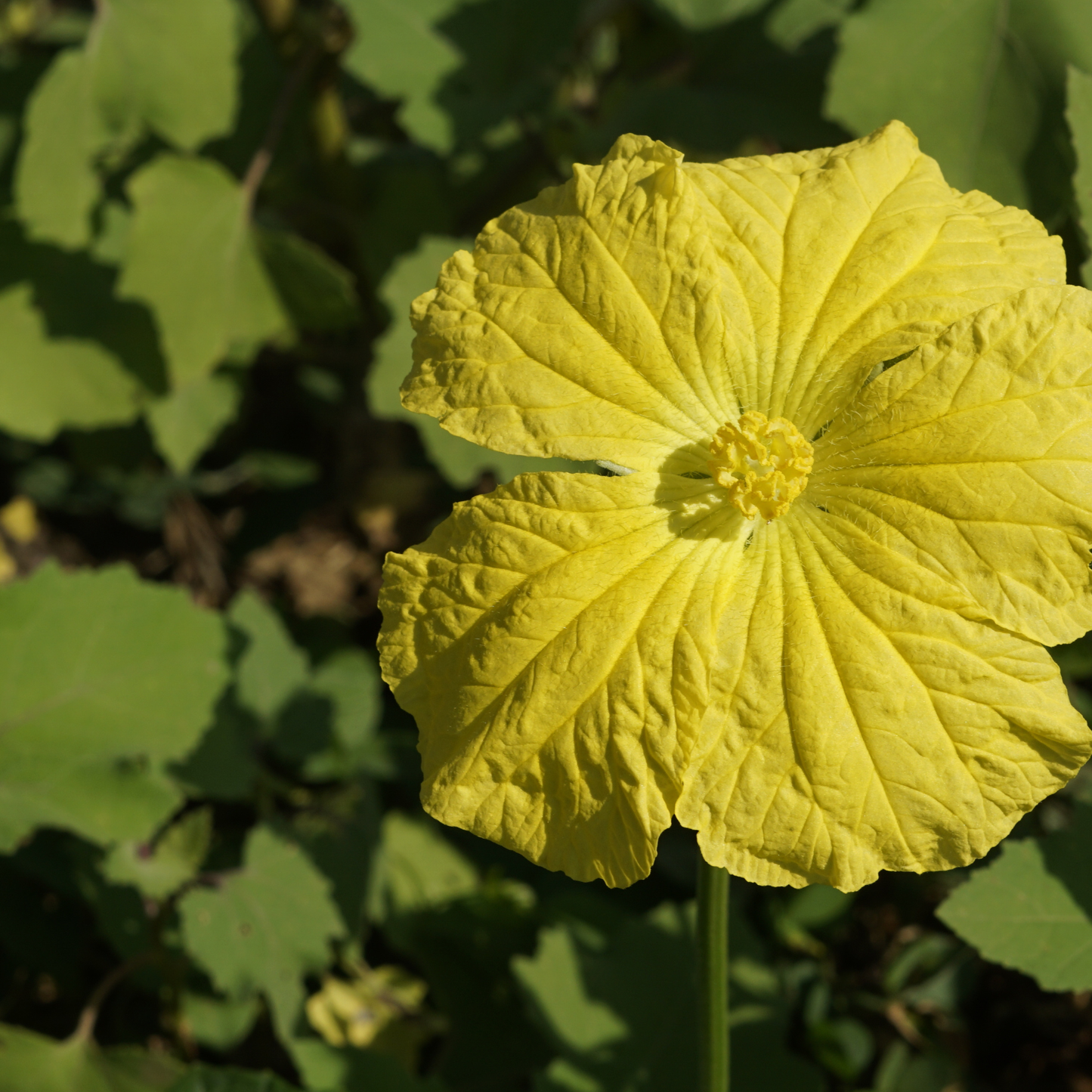 Luffa Gourd Garden + Gift Seed Packet