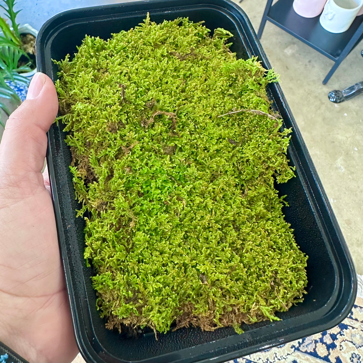 Hypnum imponens Moss — 8” x 5” Living Moss Tray