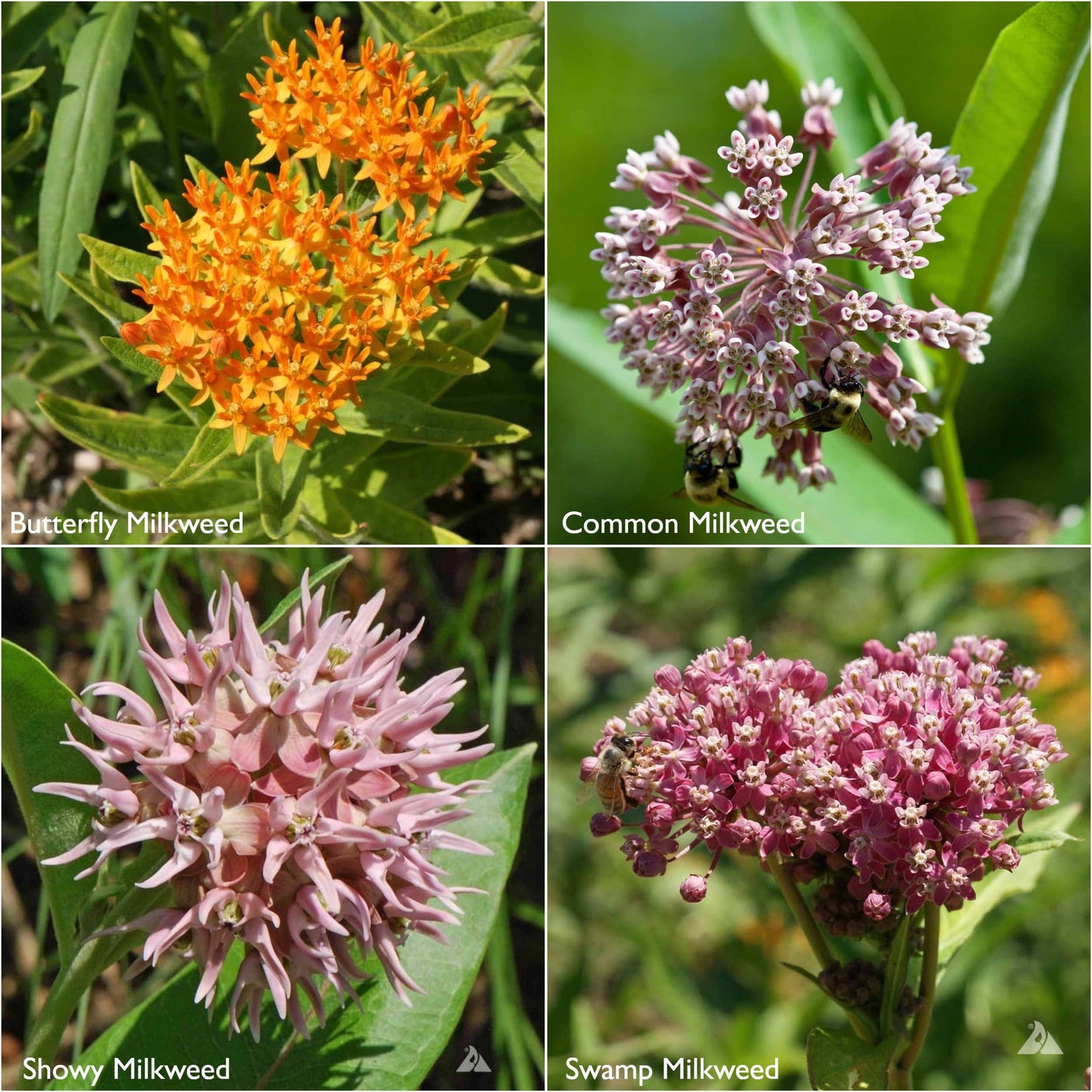 Garden Sprinkles Christmas Ornament | Monarch Milkweed