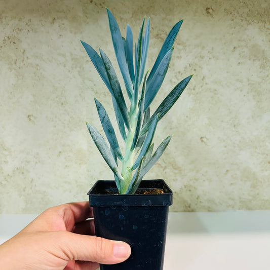 Senecio ‘Mt. Everest’ – 4 Inch Pot