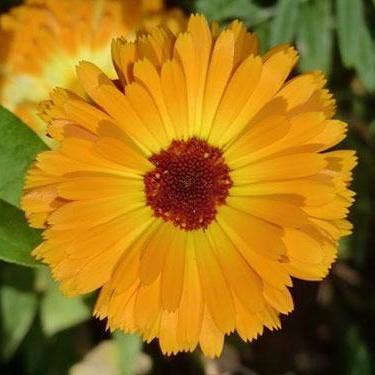 Calendula Seeds - Pacific Beauty