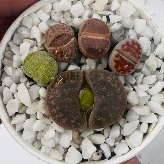 Lithop Paw Print