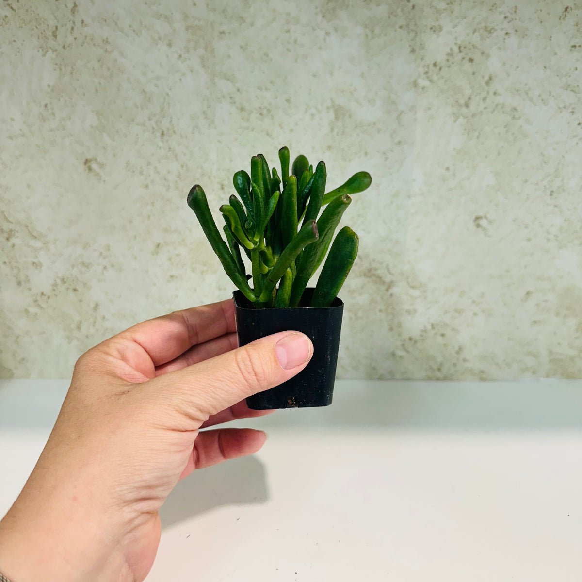 Gollum Jade in 2 inch pot