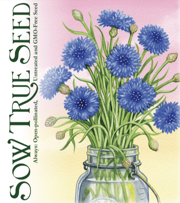 Bachelor Button Seeds - Tall Blue