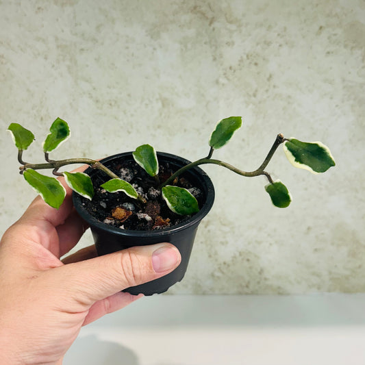 Hoya Holliana