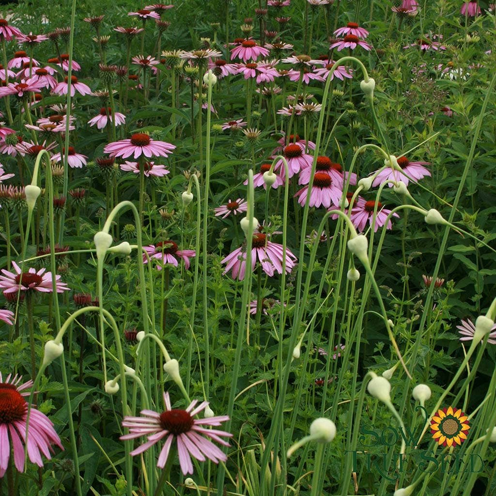 Echinacea Seeds - Purple Coneflower