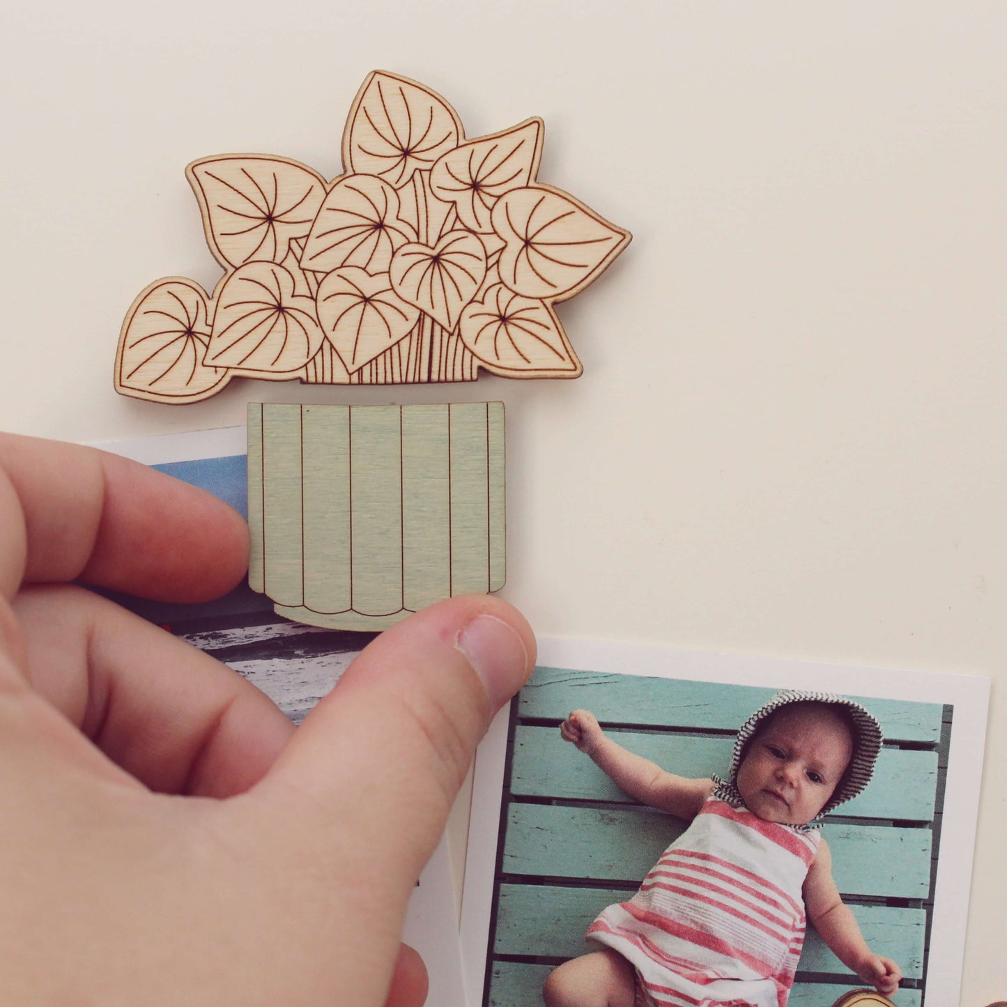 polka dot begonia wooden houseplants pair of magnets