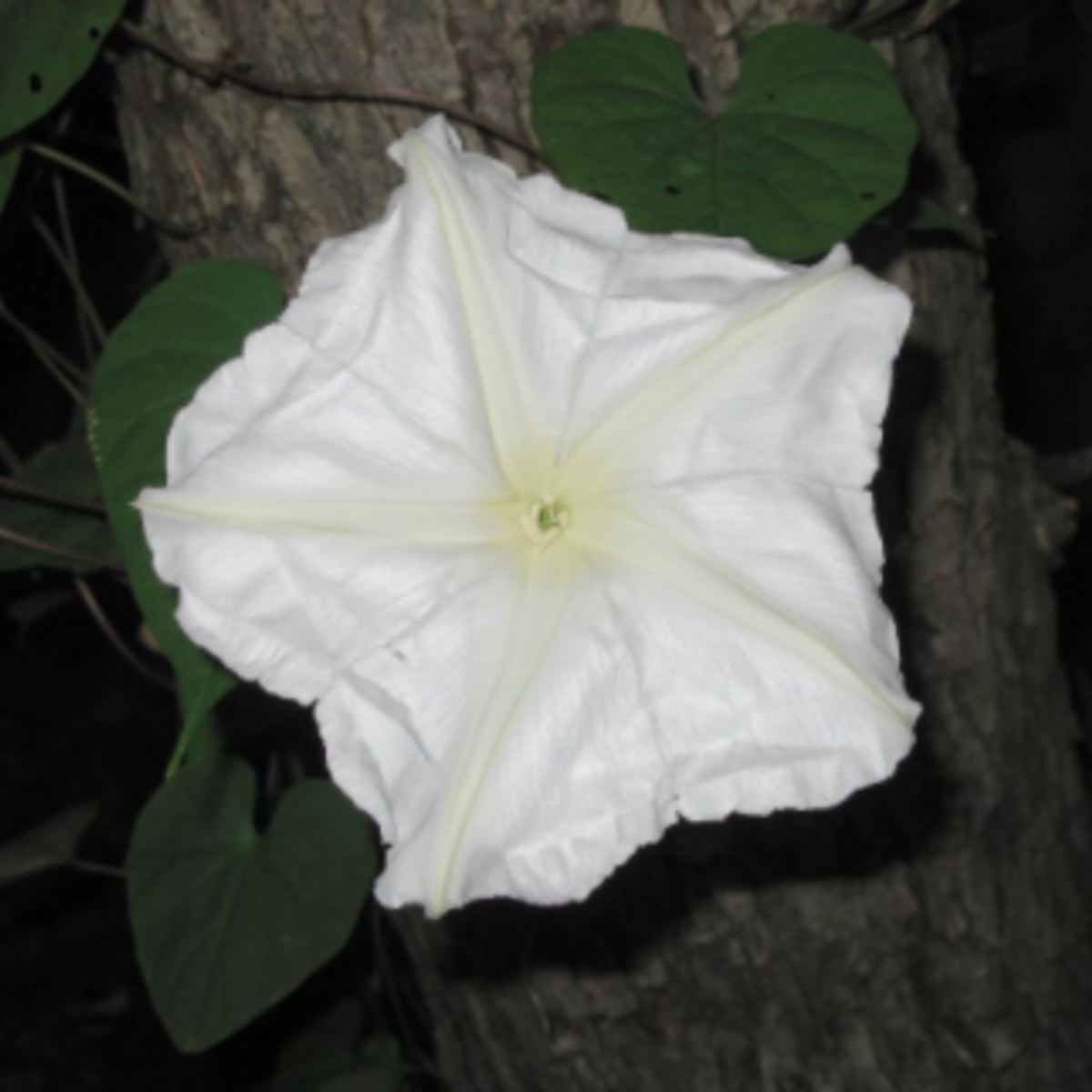 Moonflower (Does not ship to AZ) Garden + Gift Seed Packet