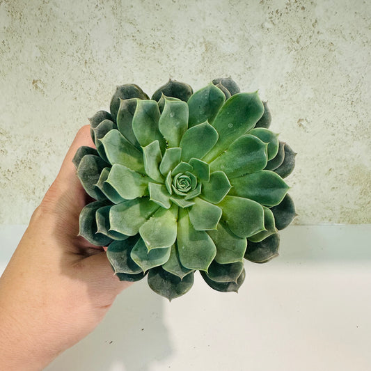 Echeveria ‘Rainy Day’ in 4 inch pot