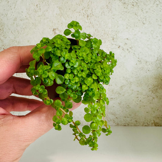Baby Tears 2 inch pot (Soleirolia soleirolii)