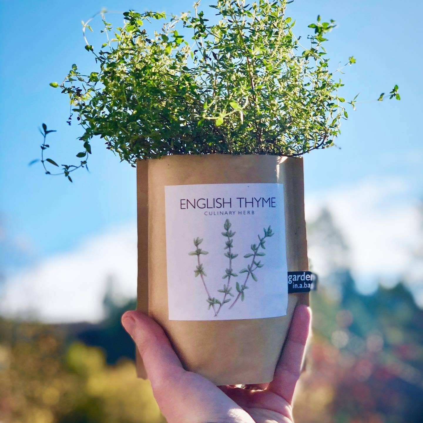 Garden in a Bag | English Thyme