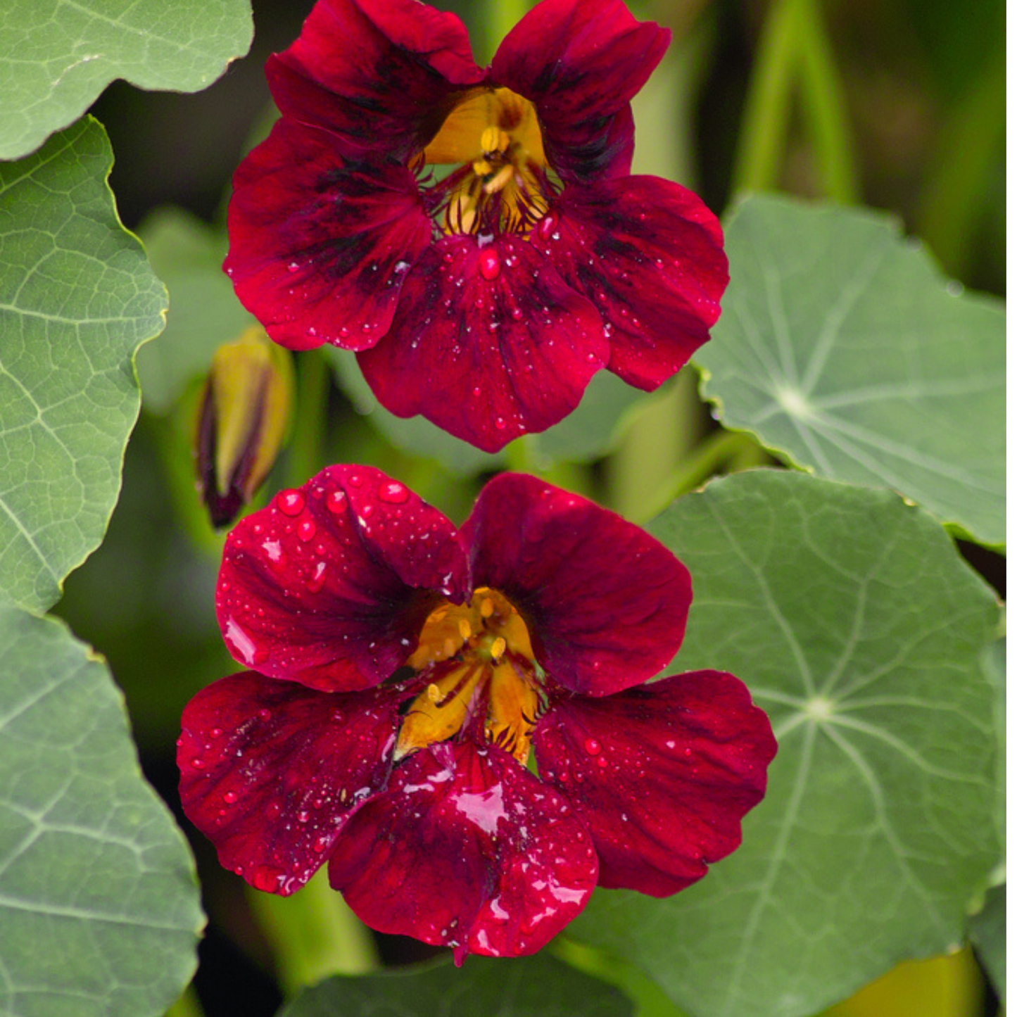 Black Velvet Nasturtium Tarot Garden + Gift Seed Packet