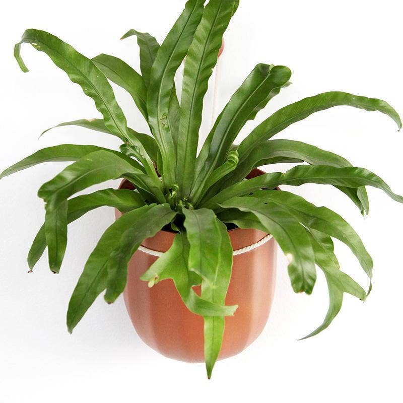 Loop Hanging Planter in Terracotta