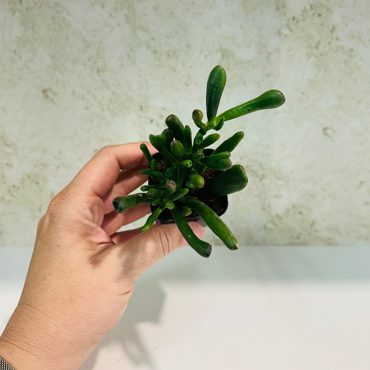 Gollum Jade in 2 inch pot