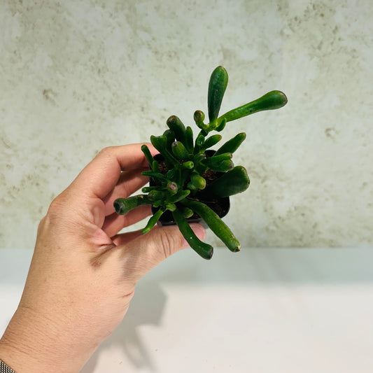 Gollum Jade in 2 inch pot
