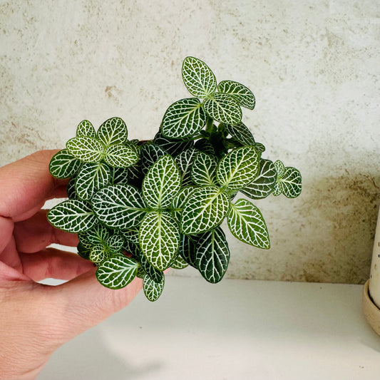 Fittonia in 2” pot (white veining nerve plant)