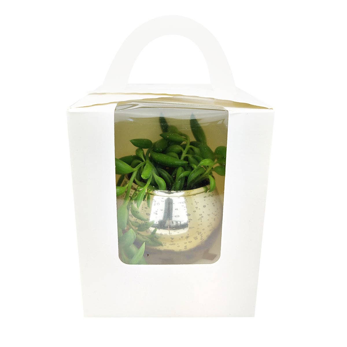 Plant Carrier Bag, Succulent Gift Box, Holiday Gift Ideas