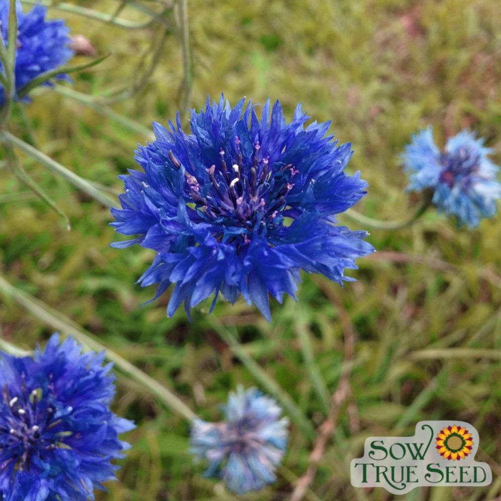 Bachelor Button Seeds - Tall Blue