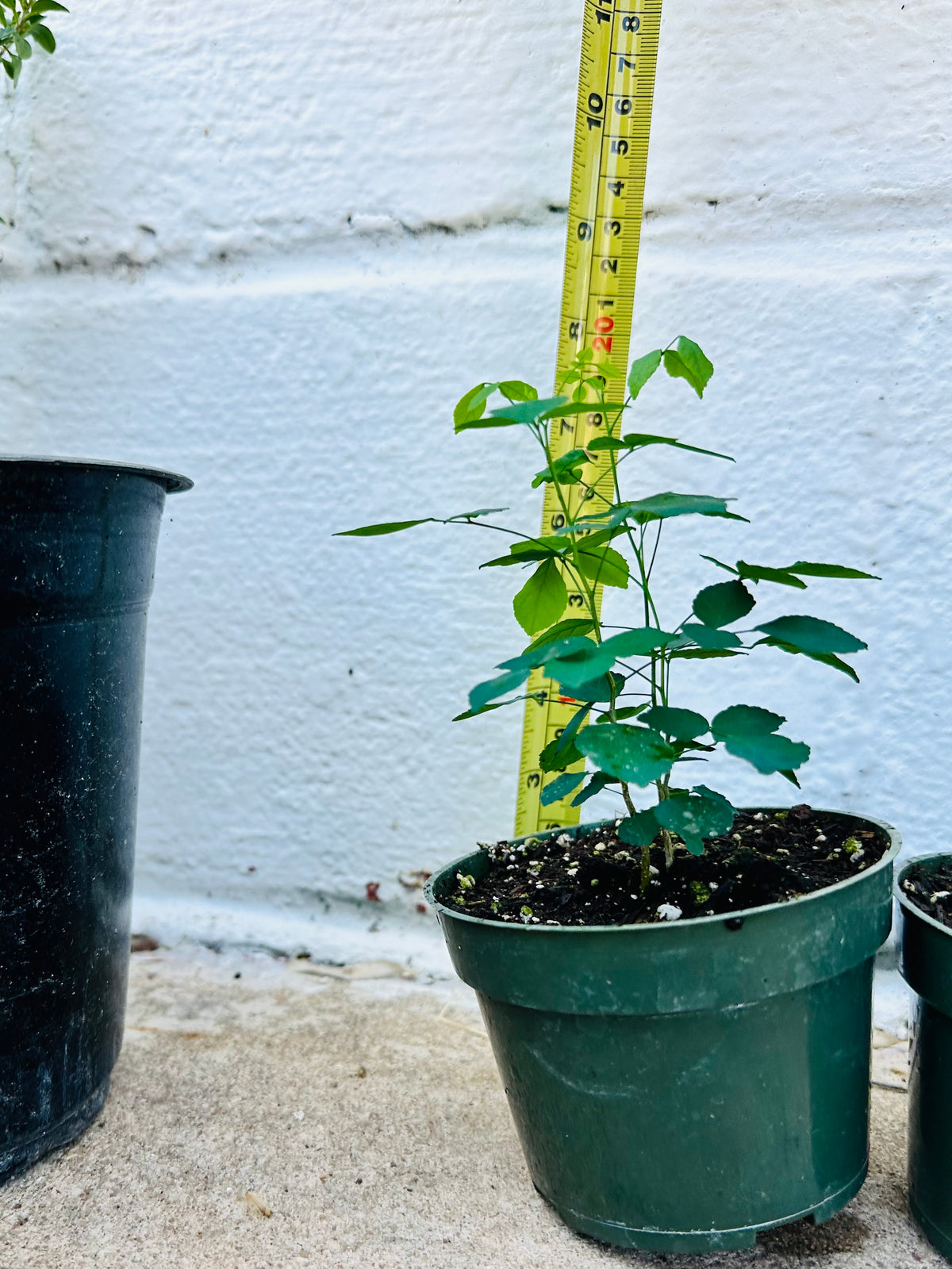 Amyris Texana (Texas Torchwood) 4” pot