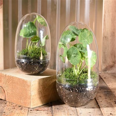 Sole Terrarium, Glass - Oval, Lrg