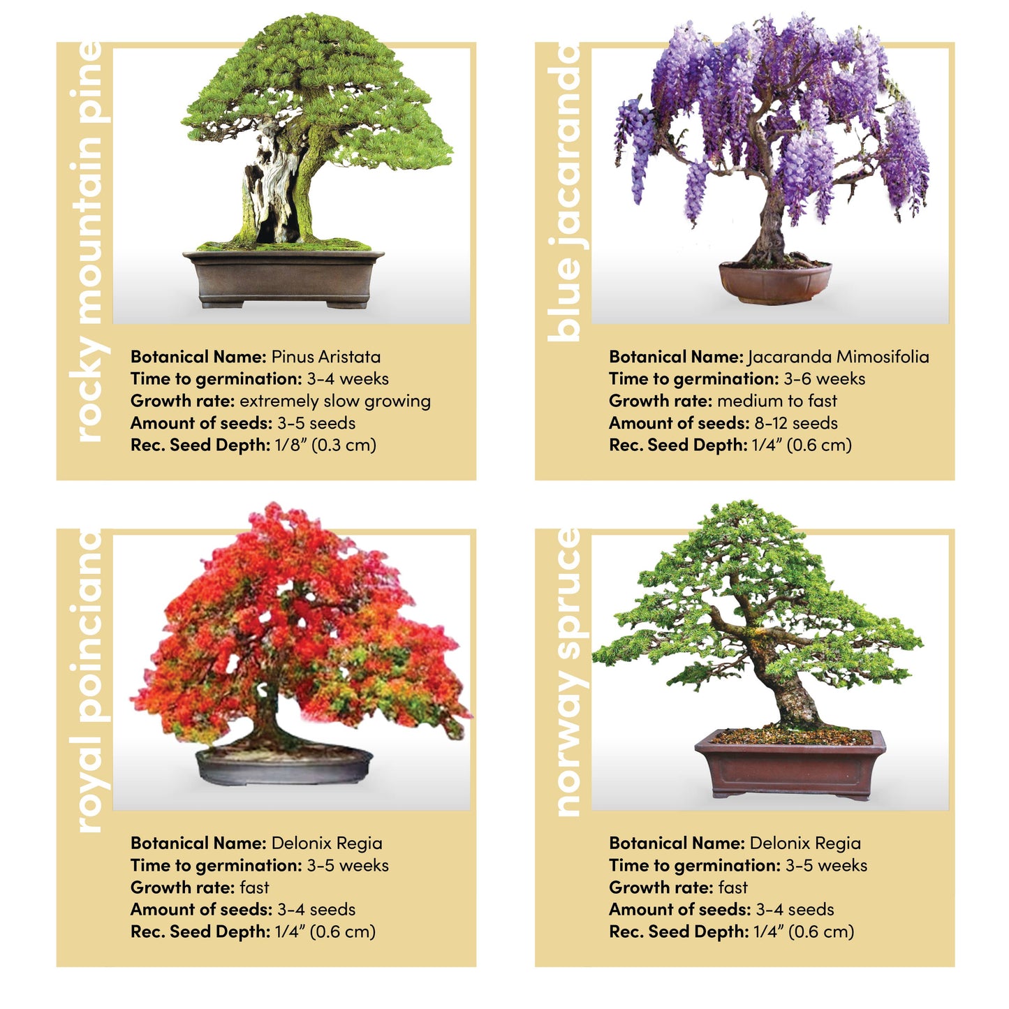 Bonsai Growing Kit